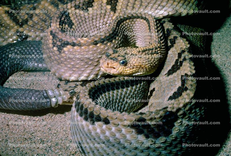 Rattlesnake, Pitviper, Venomous, Viper, Viperidae