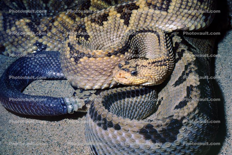 Rattlesnake, Pitviper, Venomous, Viper, Viperidae