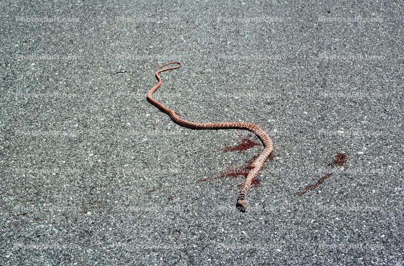 Snake on Road, Road Kill