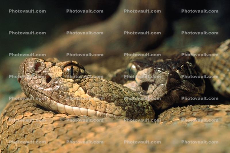 Rattlesnake, Pitviper, Pit Viper, Venomous, Viper, Viperidae