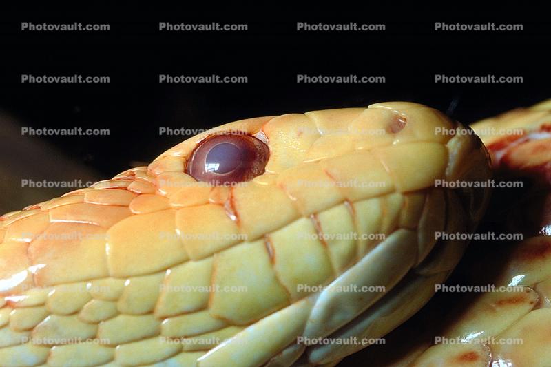 Gardner Snake, albinism, albino
