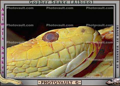 Gardner Snake