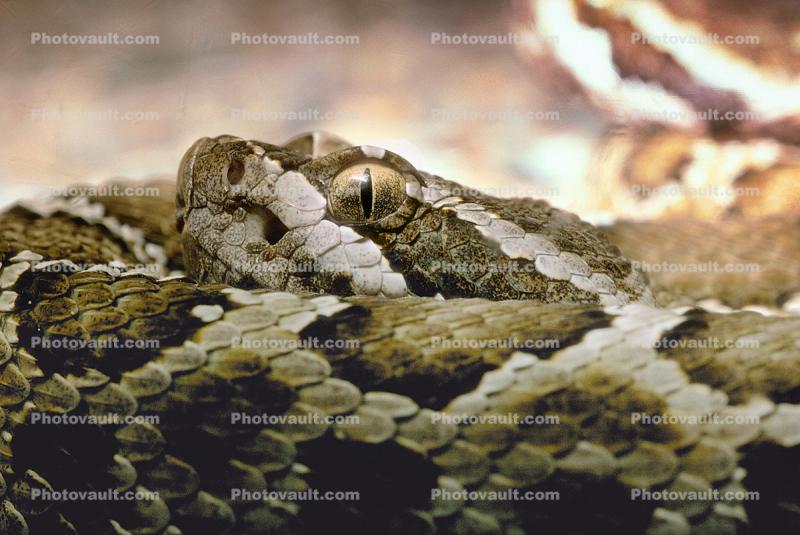Northern Pacific Rattlesnake, (Crotalus viridis oreganus), Crotalinae, Viperidae, Viper, Pitviper, Venomous