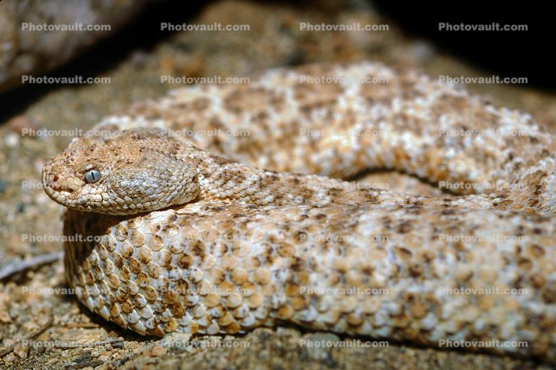 Speckled Rattlesnake (Crotalus mitchellii), Viperidae, Crotalinae, Mitchell's rattlesnake, Viper, Venomous, Deadly