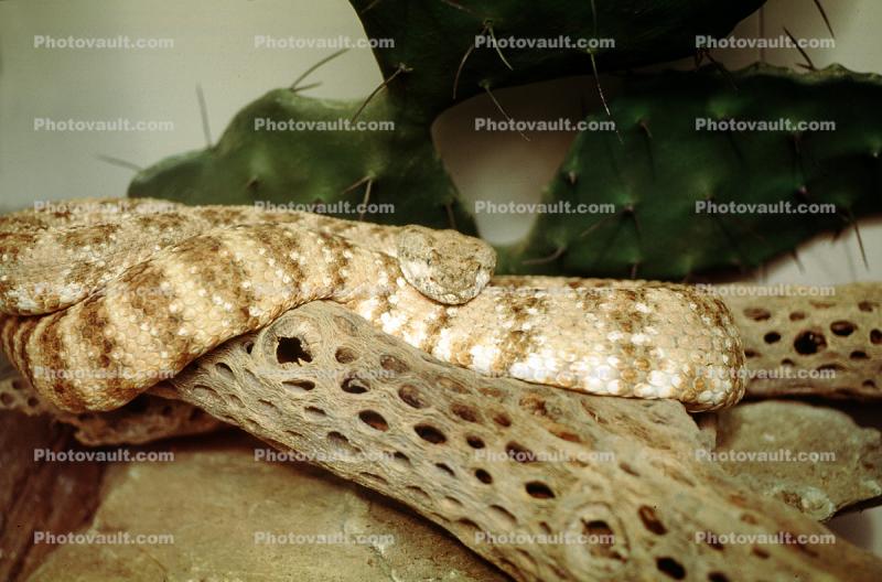 Speckled Rattlesnake, (Crotalus mitchellii), Viperidae, Crotalinae, Mitchell's rattlesnake, Viper, Venomous, Deadly