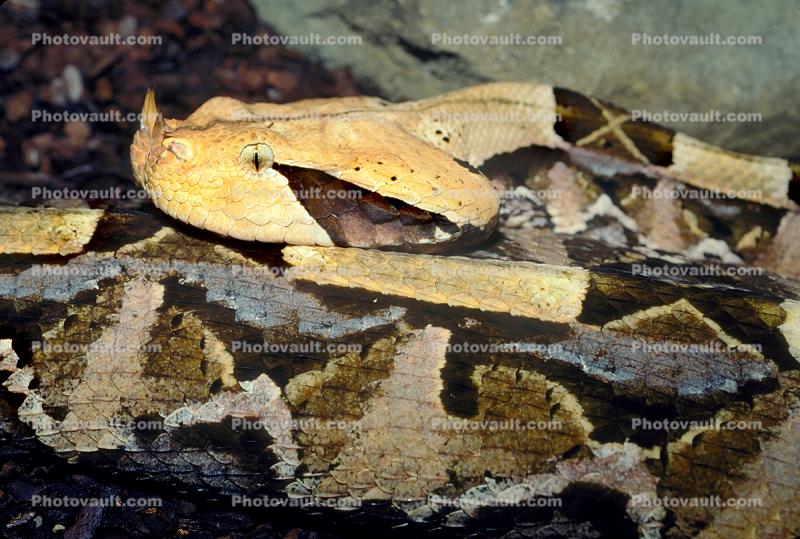 Gaboon Viper (Bitis Gabonica), Venomous Viper, Viperidae, Viperinae