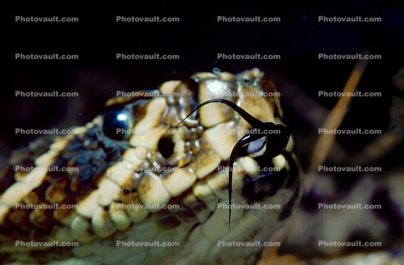 Eastern Diamond Rattlesnake, (Crotalus adamanteus), Venomous, Pitviper, Viperidae, Crotalus