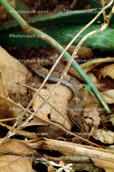 Picados Pitviper, (Porthidium picado), Viper, Viperidae, Pitviper, Venomous