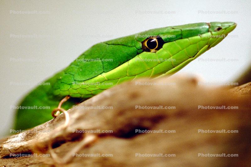 Mexican Vine Snake, (Oxybelis Aeneus), Colubridae, colubrid, Brown Vine Snake