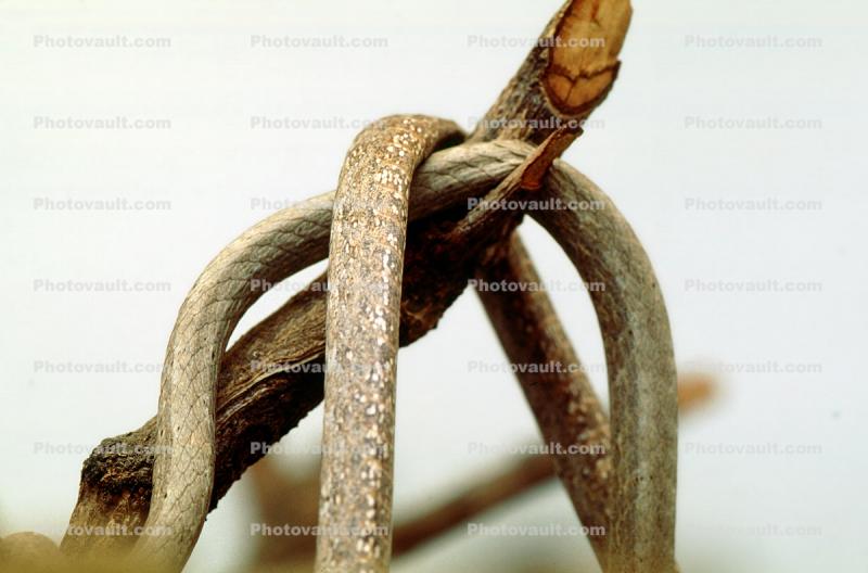 Mexican Vine Snake, (Oxybelis Aeneus), Colubridae, colubrid, Brown Vine Snake
