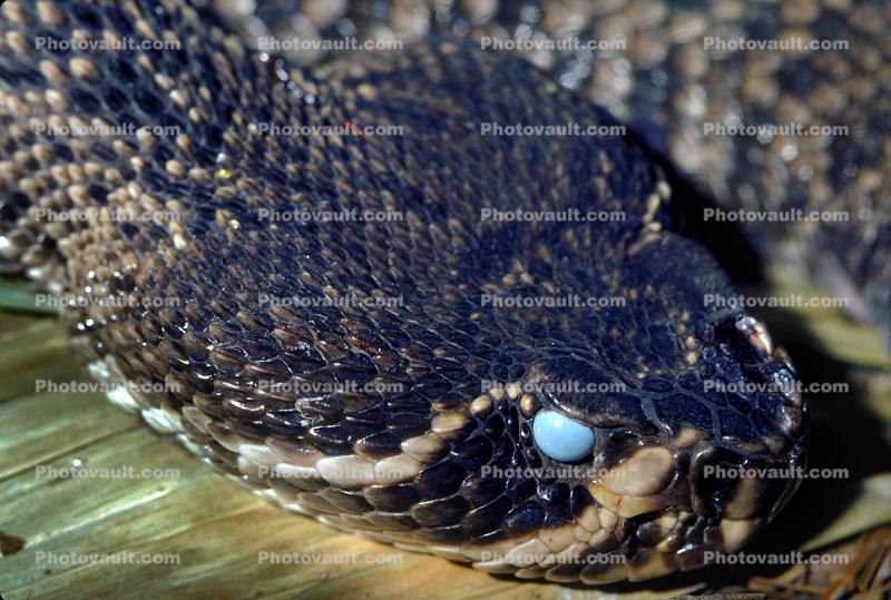Eastern Diamondback Rattlesnake, (Crotalus adamanteus), Viperidae, Crotalinae, Venemous, Viper, Pitviper