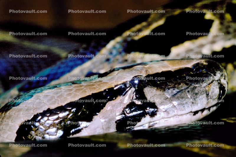 Burmese Python, (Python molurus bivittatus), Pythonidae, constrictor