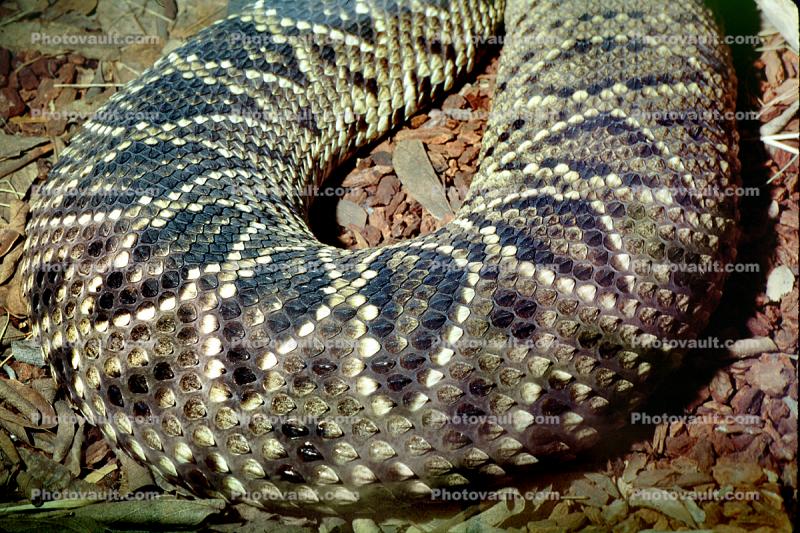 Eastern Diamondback Rattlesnake, (Crotalus adamanteus), Viperidae, Crotalinae, Venemous, Viper, Pitviper