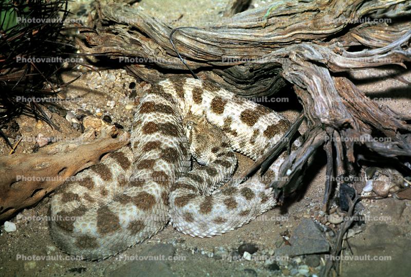 Sidewinder Rattlesnake, (Crotalus cerastes)), Venomous Viper, Viperidae, Viperinae, Bitis