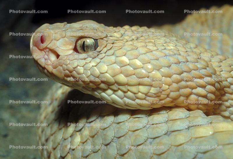 Eyes of an Aruba Island Rattlesnake, (Crotalus durissys unicolor), Venomous, Viper, Pitviper, Viperidae, Crotalinae, Crotalus