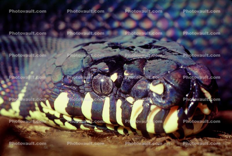 Boelens Python, (Morelia boeleni), Pythonidae, nonvenomous, scales