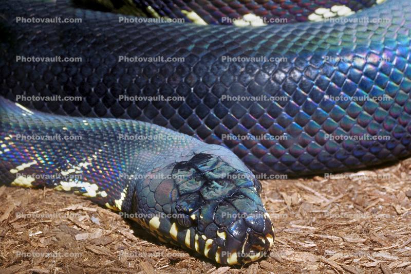 Boelens Python, (Morelia boeleni), Pythonidae