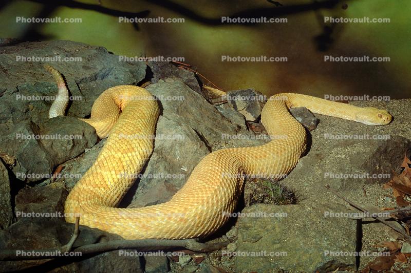 Western Diamondback Rattlesnake, (Crotalus atrox), Viperidae, Crotalinae, Crotalus, Venomous, Pitviper, Albino, Viper