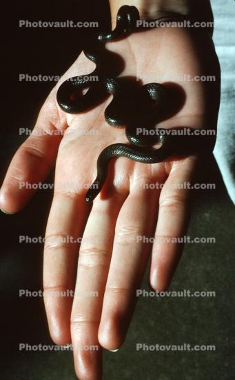 Snake on Hand