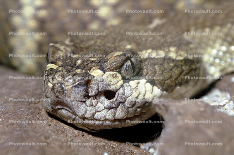 Northern Pacific Rattlesnake, (Crotalus viridis oreganus), Viperdae