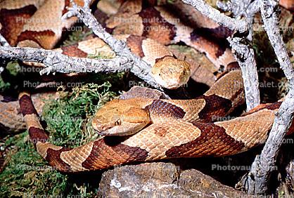 Copperhead, (Agkistrodon contortrix), Viperidae, Crotalinae, Venomous, Pitviper, Viper