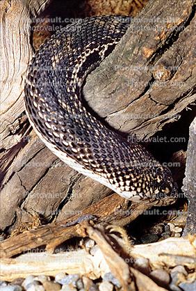 Northern Pine Snake, Gopher Snake, (Pituophis melanoleucus), Colubridae, Colubrinae, Pituophis