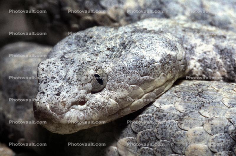 Banded Rock Rattlesnake�, (Crotalus lepidus lepidus), Pitviper, Venomous, Poisonous, Viper, Viperidae