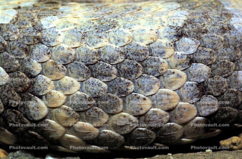 Banded Rock Rattlesnake�, (Crotalus lepidus lepidus), Pitviper, Venomous, Poisonous, Viper, Viperidae