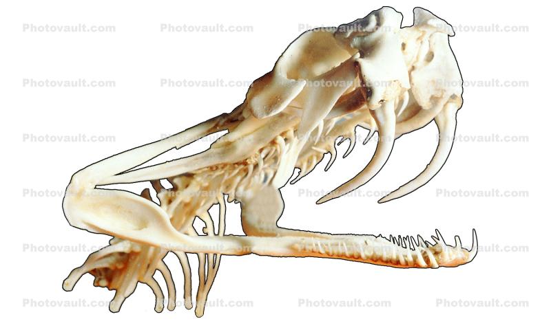 Fangs, Skull, Skeleton, Gaboon Viper (Bitis Gabonica), Venomous Viper, Viperidae, Viperinae, Bitis