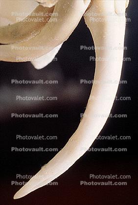 Fangs, Skeleton, Gaboon Viper (Bitis Gabonica), Venomous Viper, Viperidae, Viperinae, Bitis