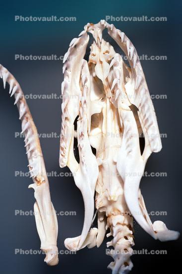 Burmese Python, (Python molurus bivittatus), Pythonidae, constrictor, head skull
