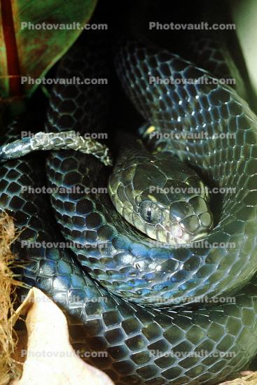 Mangrove Snake, (Boiga dendrophila), Colubridae, Colubrinae