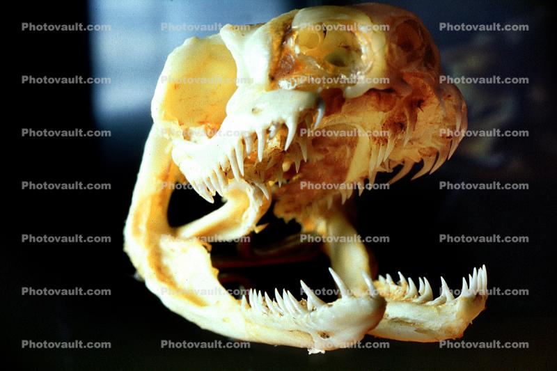 Mangrove Snake Skull (Boiga dendrophile)