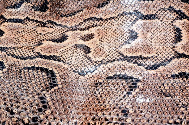 Burmese Python, (Python molurus bivittatus), Pythonidae, constrictor, Skin, Scales