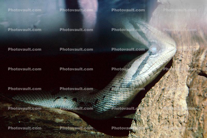 Green Anaconda, (Eunectes murinus), Boidae, Boa, Python