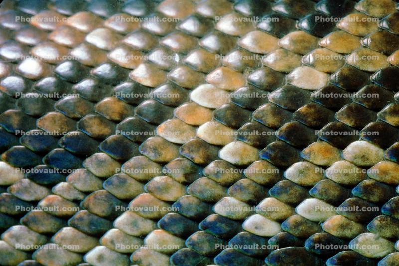 Snake Scales Texture, armor, Skin, Mottled, Tree Boa, (Corallus enydris), Boidae, Constrictor