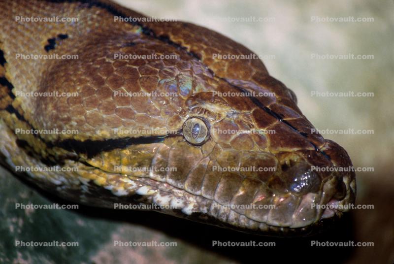 Anaconda, head, eyes, Boidae, Boinae, Boinae