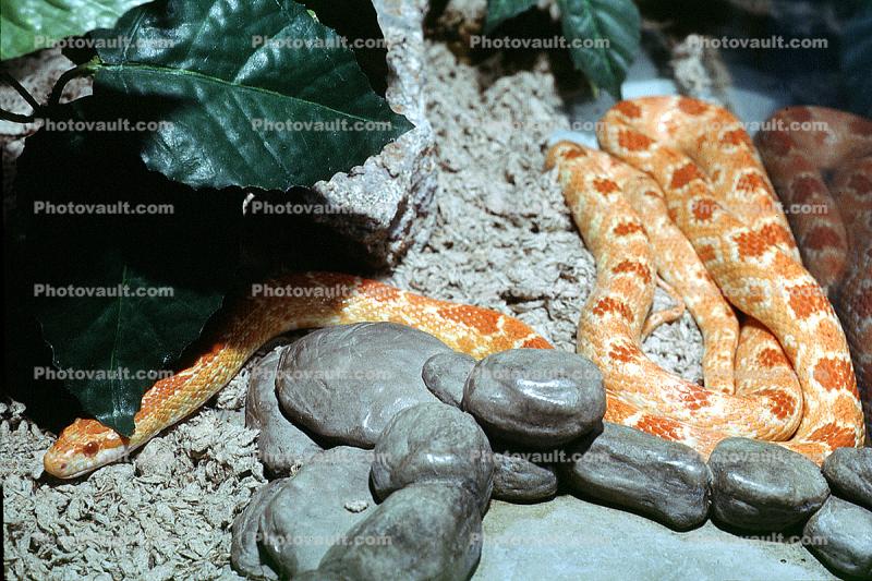 Corn Snake (Elaphe guttata guttata), Colubridae, Lampropeltini