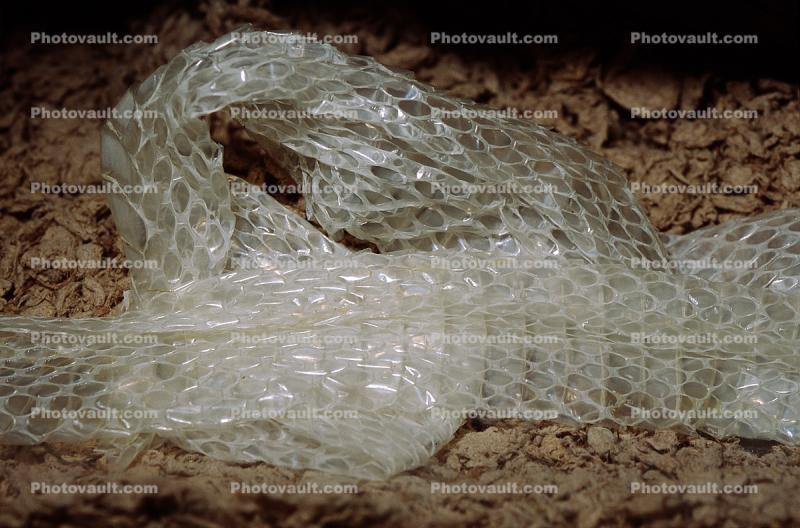 Molted Corn Snake, (Elaphe guttatat guttata), skin