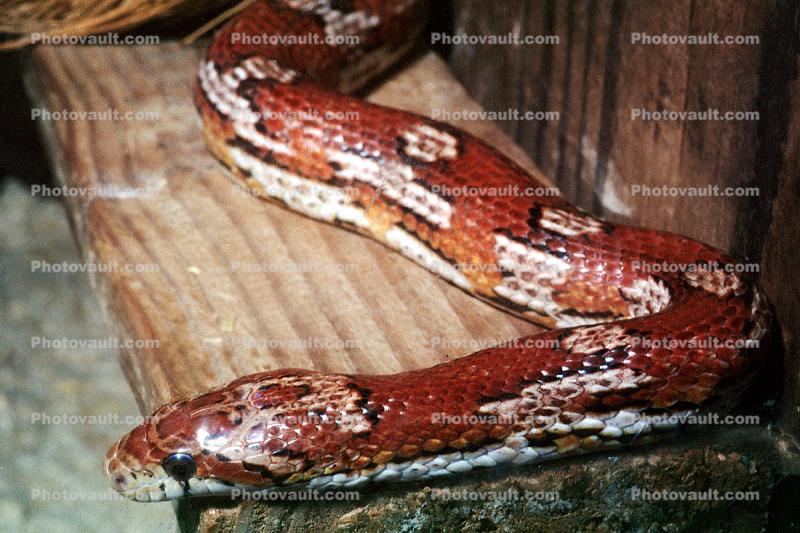 Corn Snake, (Elaphe guttata guttata), Colubridae, Lampropeltini