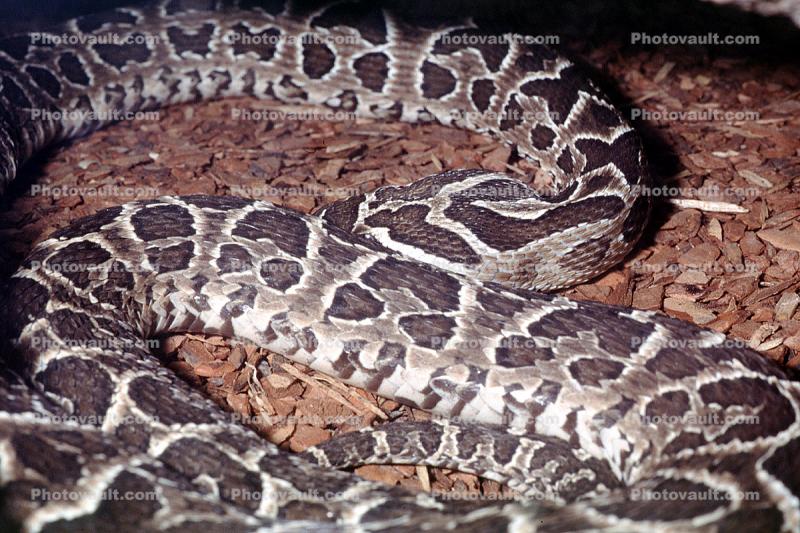 Urutu Snake (Bothrops alternatus), Venomous, Pitviper, Viper, Viperdae