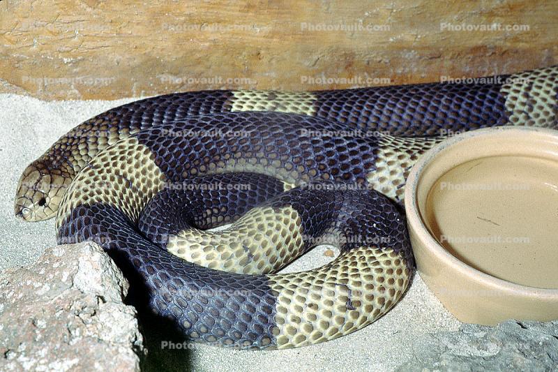 Banded Egyptian Cobra, (Naja haje annulifera), Elapidae, Snouted cobra