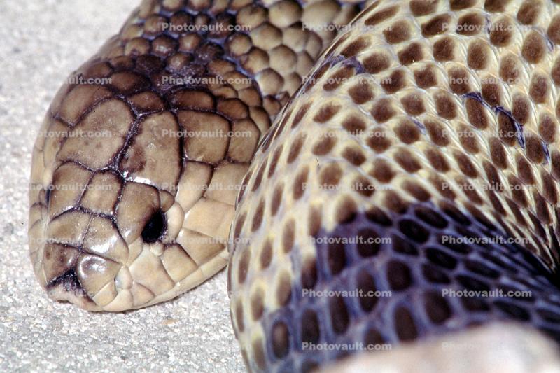 Banded Egyptian Cobra, (Naja haje annulifera), Elapidae, Snouted cobra