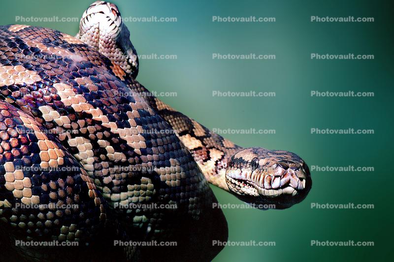 Carpet Python (Morella spilota varigata), Pythonidae
