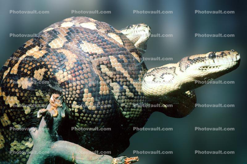 Carpet Python (Morella spilota varigata), Pythonidae