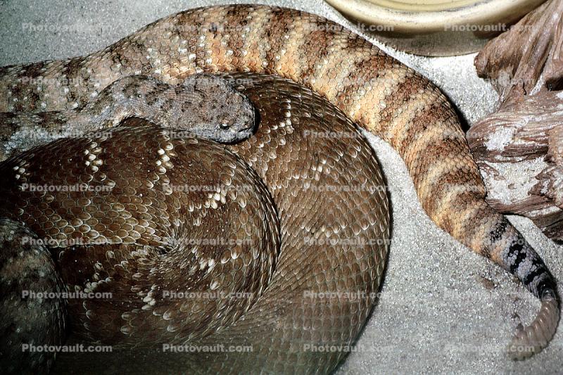Southwestern Speckled Rattlesnake, (Crotalus mitchellii pyrrhus), Pitviper, Viperidae, Venomou