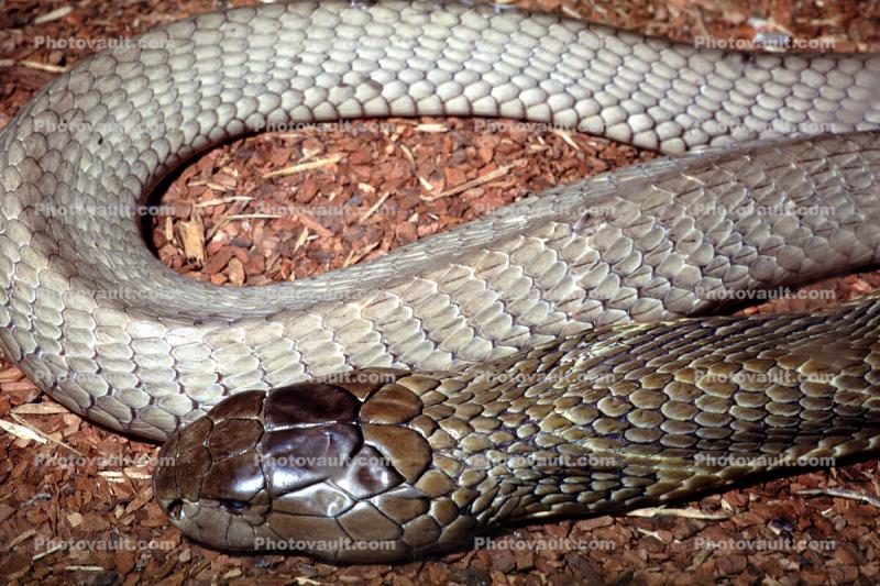 King Cobra, (Ophiophagus hannah)