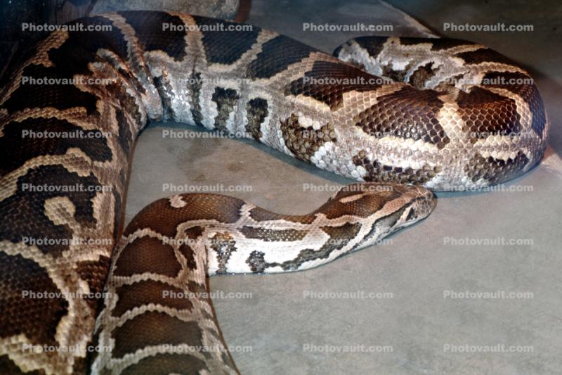 Indian Python, (Python molurus molurus)
