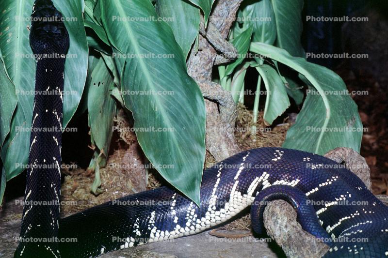 Boelen's Python, Morelia boeleni, Constrictor