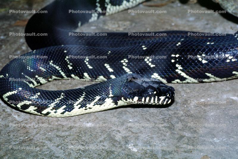 Boelen's Python, Morelia boeleni, Constrictor
